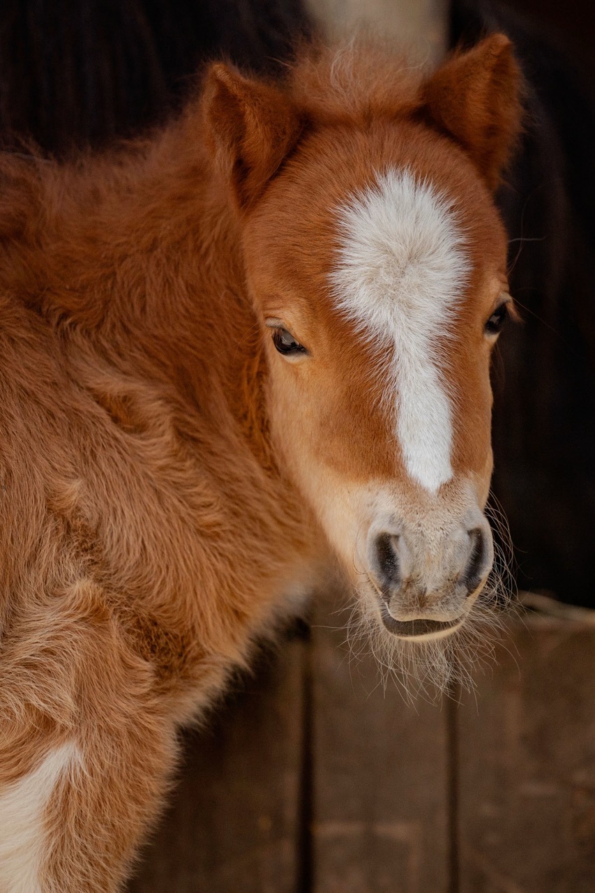 Mini-Pony-Fohlen schaut über den Holzzaun beim PreunerWirt