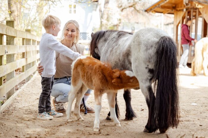 Kind und Frau beobachten Mini-Ponys mit Fohlen beim PreunerWirt